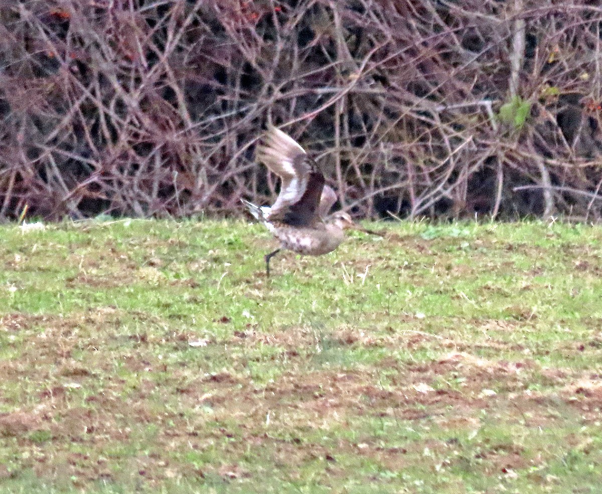 Hudsonian Godwit - ML282220811