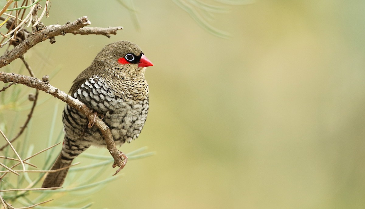 Red-eared Firetail - ML28222571