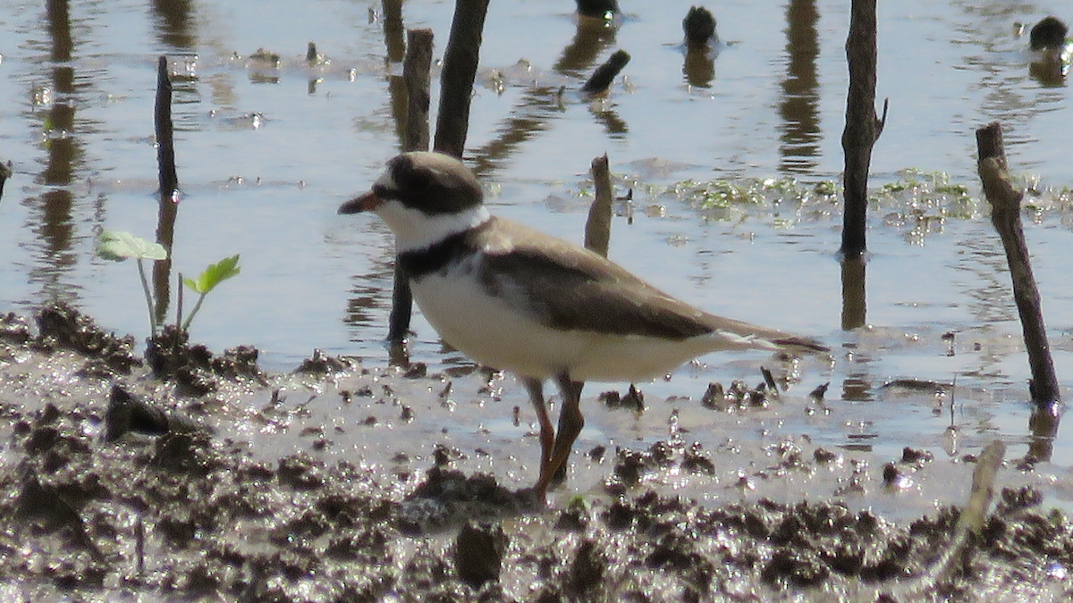 Semipalmated Plover - ML28222821