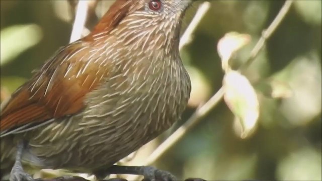 Striated Laughingthrush - ML282228211