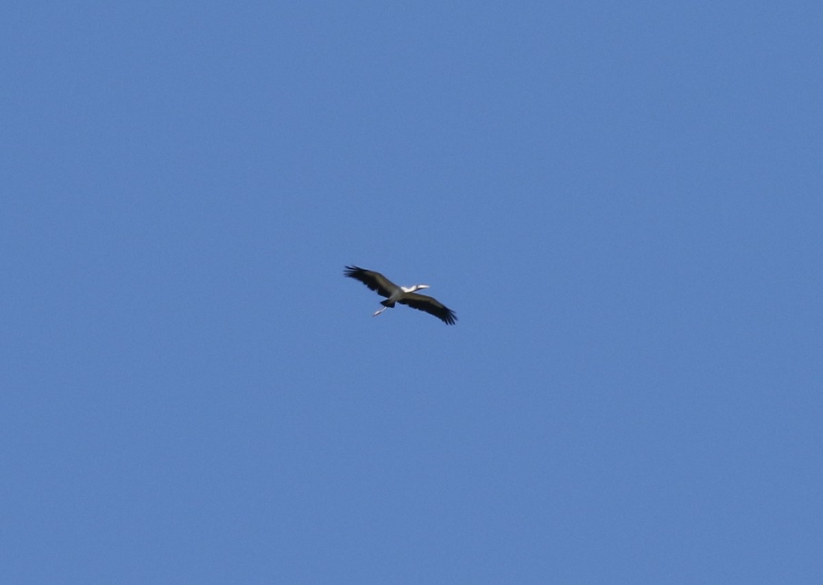 Wood Stork - ML282228431