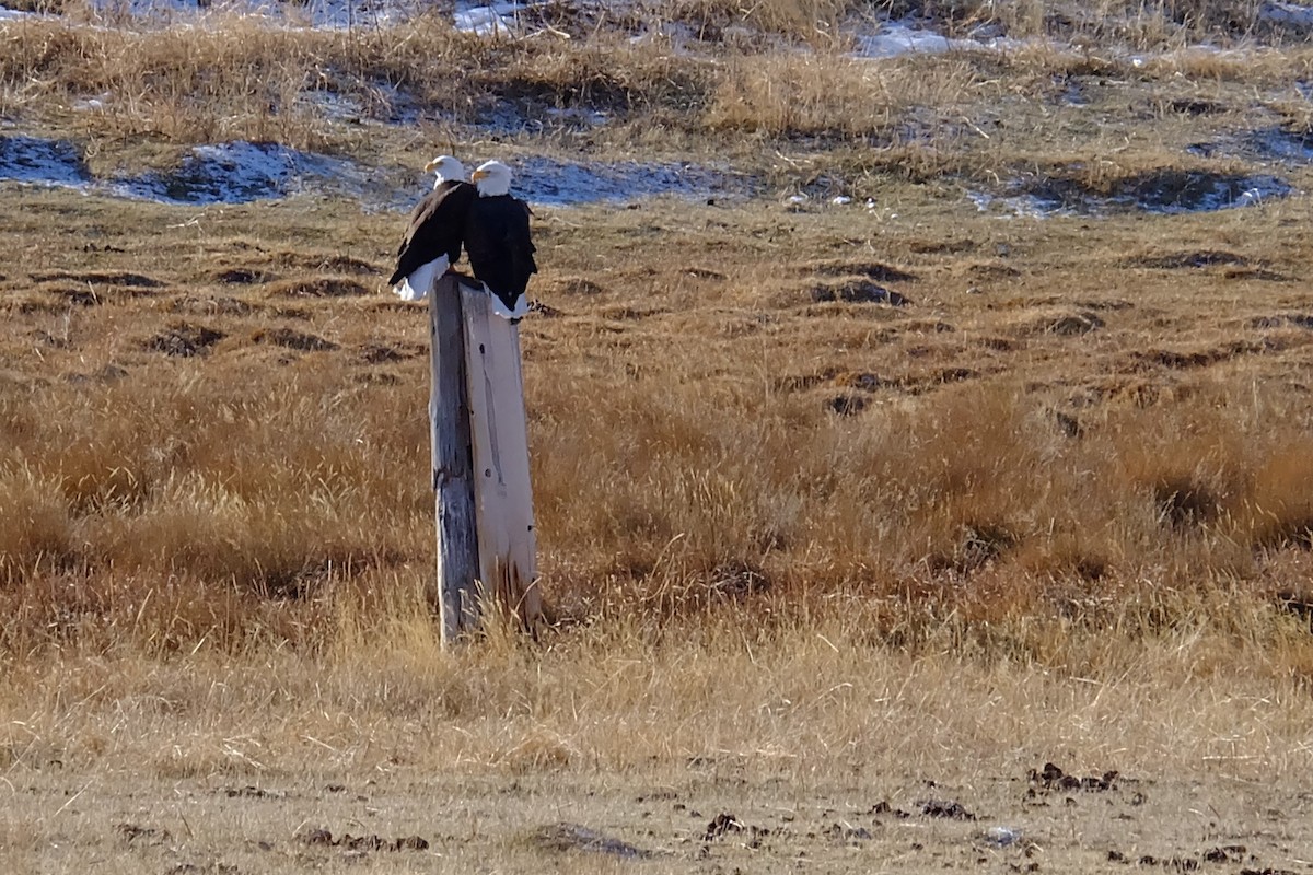 Bald Eagle - Maggie  Ryan