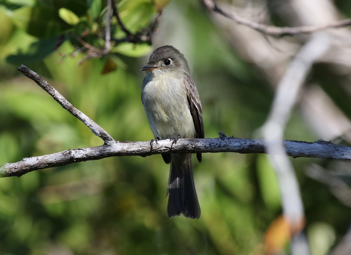 Cuban Pewee - ML282229061