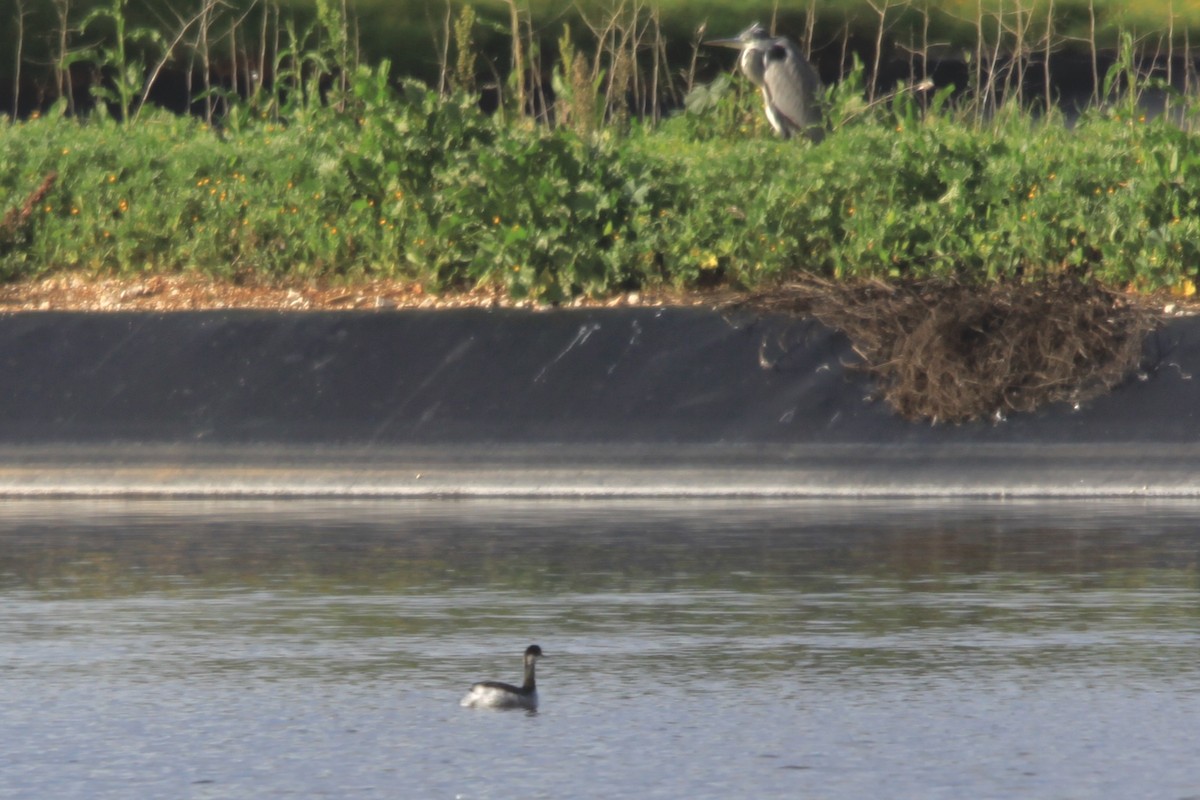 Eared Grebe - ML282229141