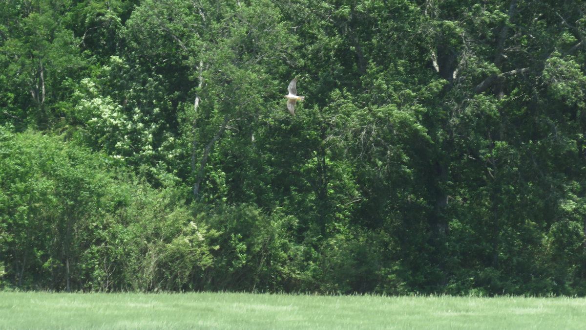 Northern Harrier - ML28222971