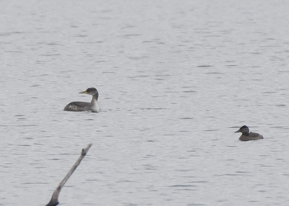 Red-necked Grebe - ML282230241