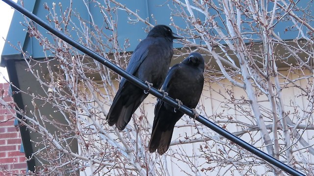 American Crow - ML282230871