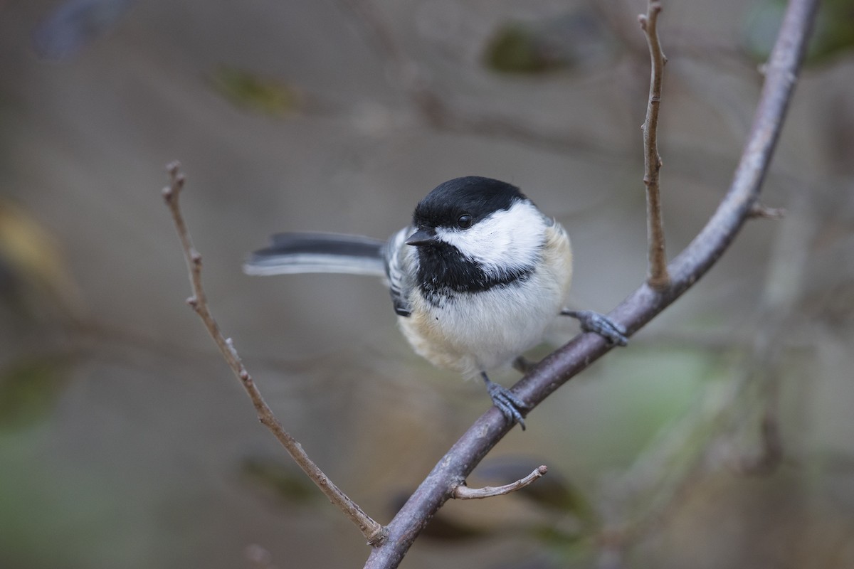 Black-capped Chickadee - ML282234061