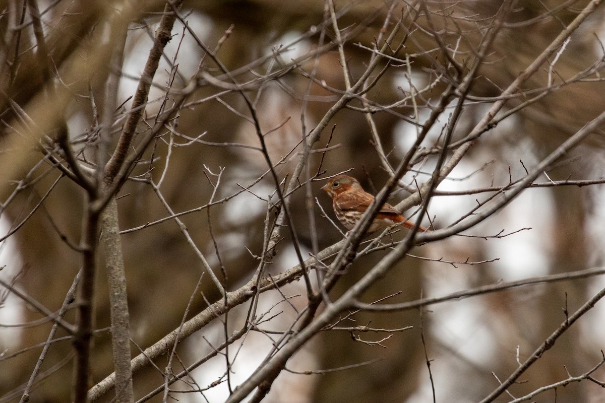 Fox Sparrow - ML282234161