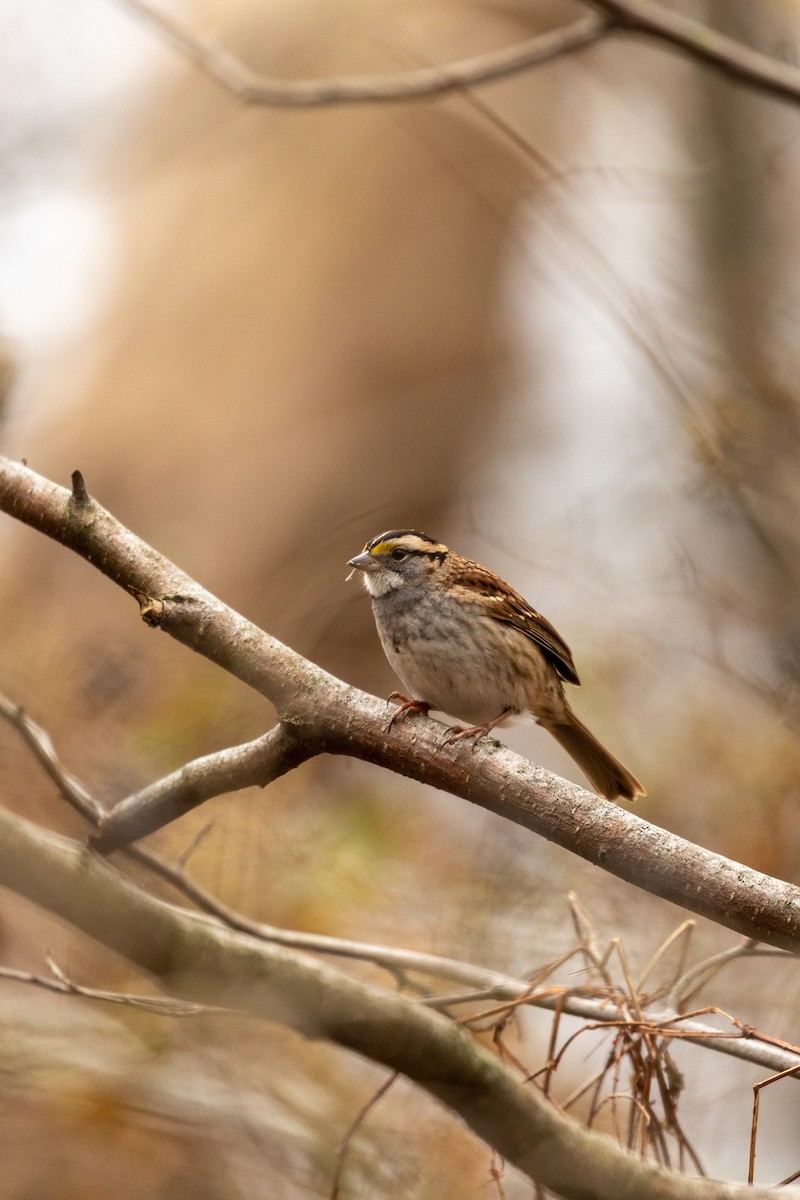 White-throated Sparrow - ML282234201