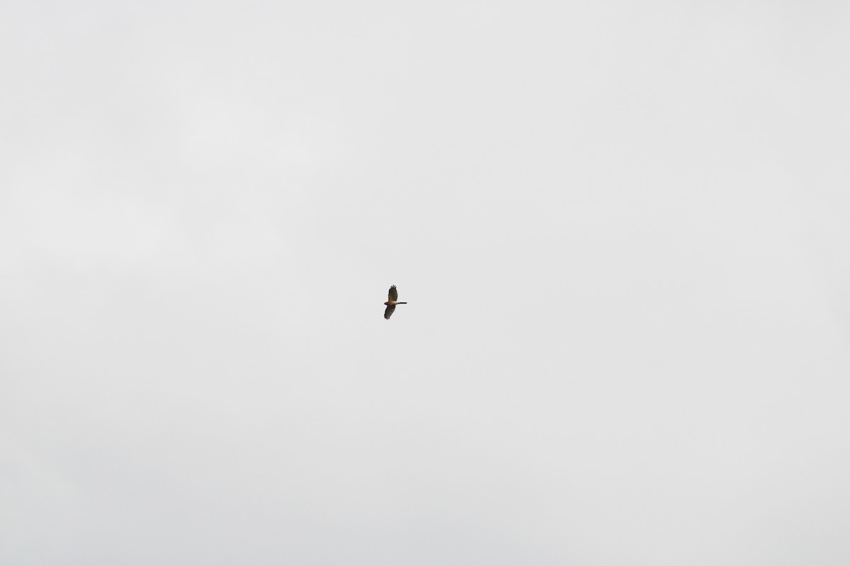 Eurasian Sparrowhawk - Ashik C S