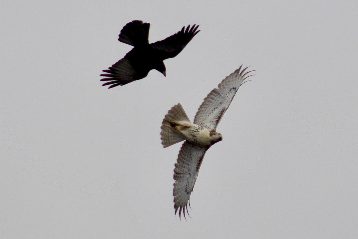 Red-tailed Hawk - ML282236441