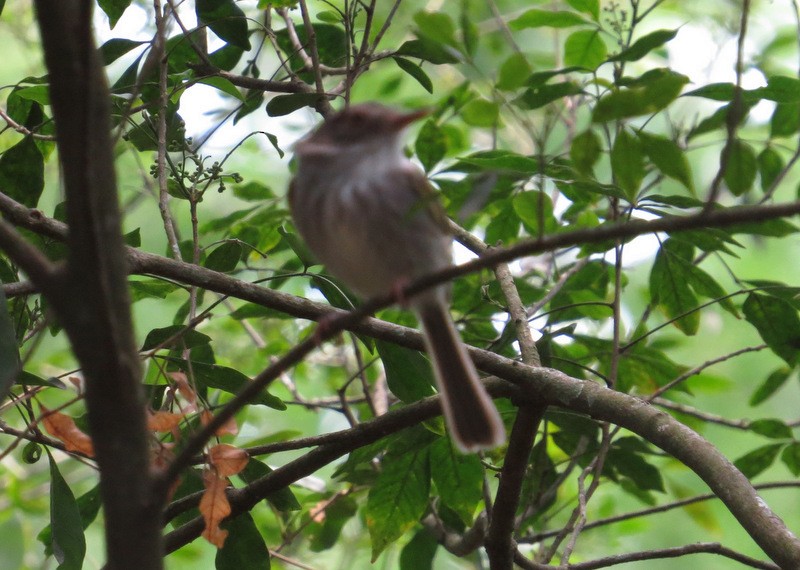 Pearly-vented Tody-Tyrant - Jeff Harding