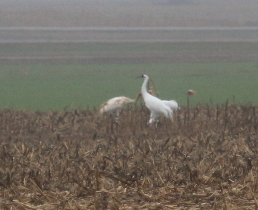 Whooping Crane - Anonymous