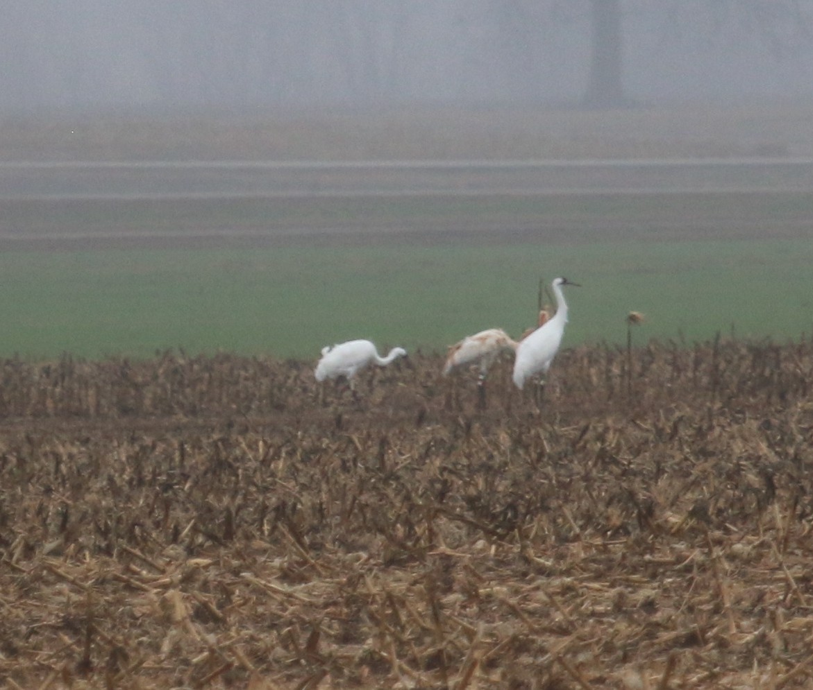 Whooping Crane - Anonymous