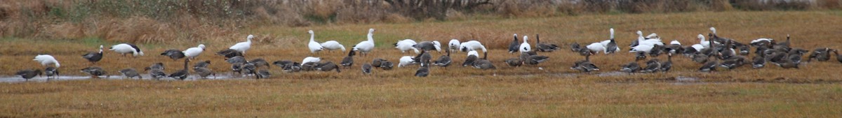 Greater White-fronted Goose (Western) - Anonymous