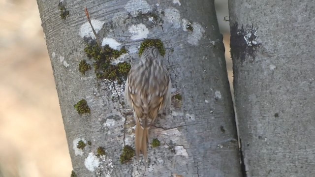 Short-toed Treecreeper - ML282239541