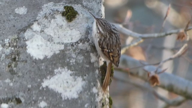 Short-toed Treecreeper - ML282239601