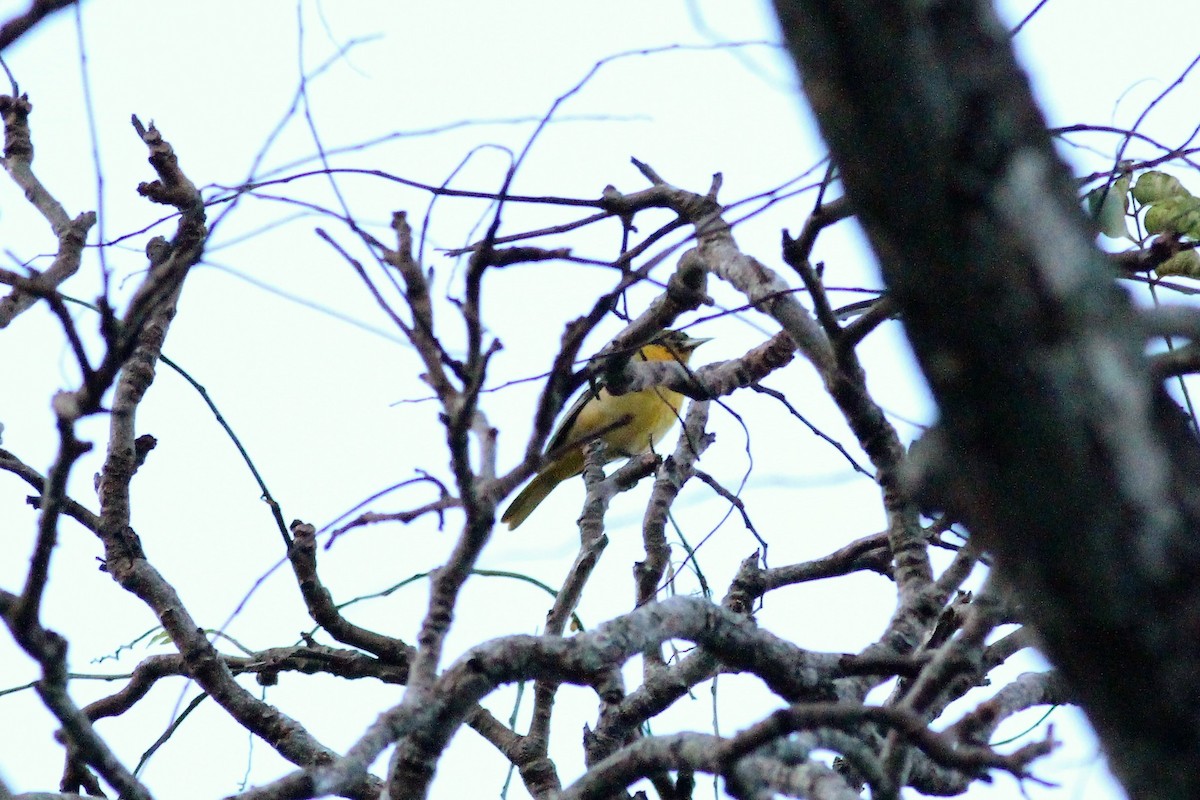 Baltimore Oriole - Neil Hammatt