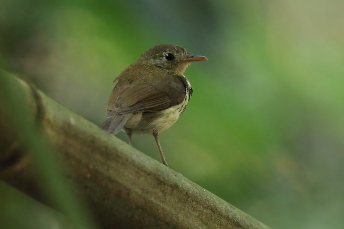 Mosquero Terrestre Sureño - ML282242771