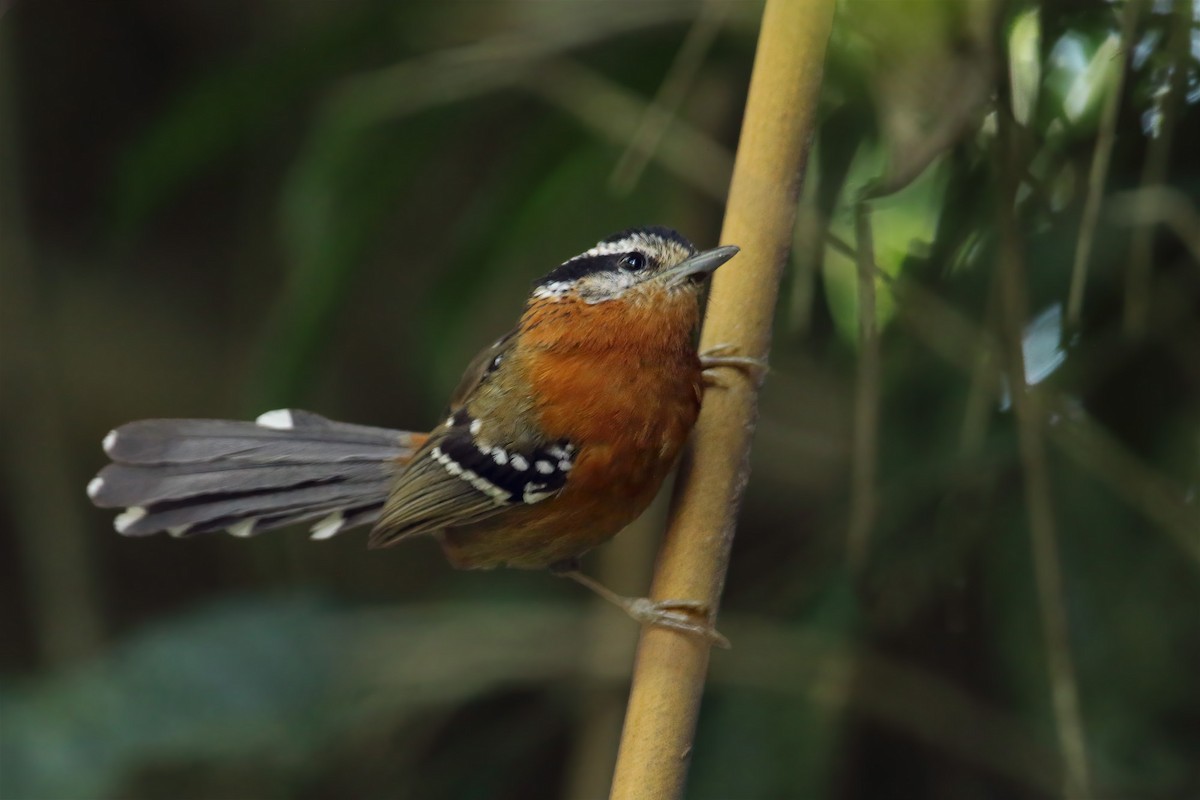 Bertoni's Antbird - ML282242801