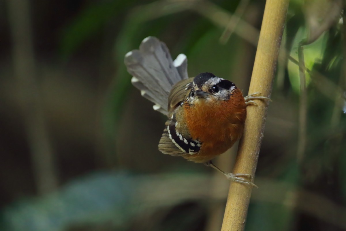 Bertoni's Antbird - ML282242821