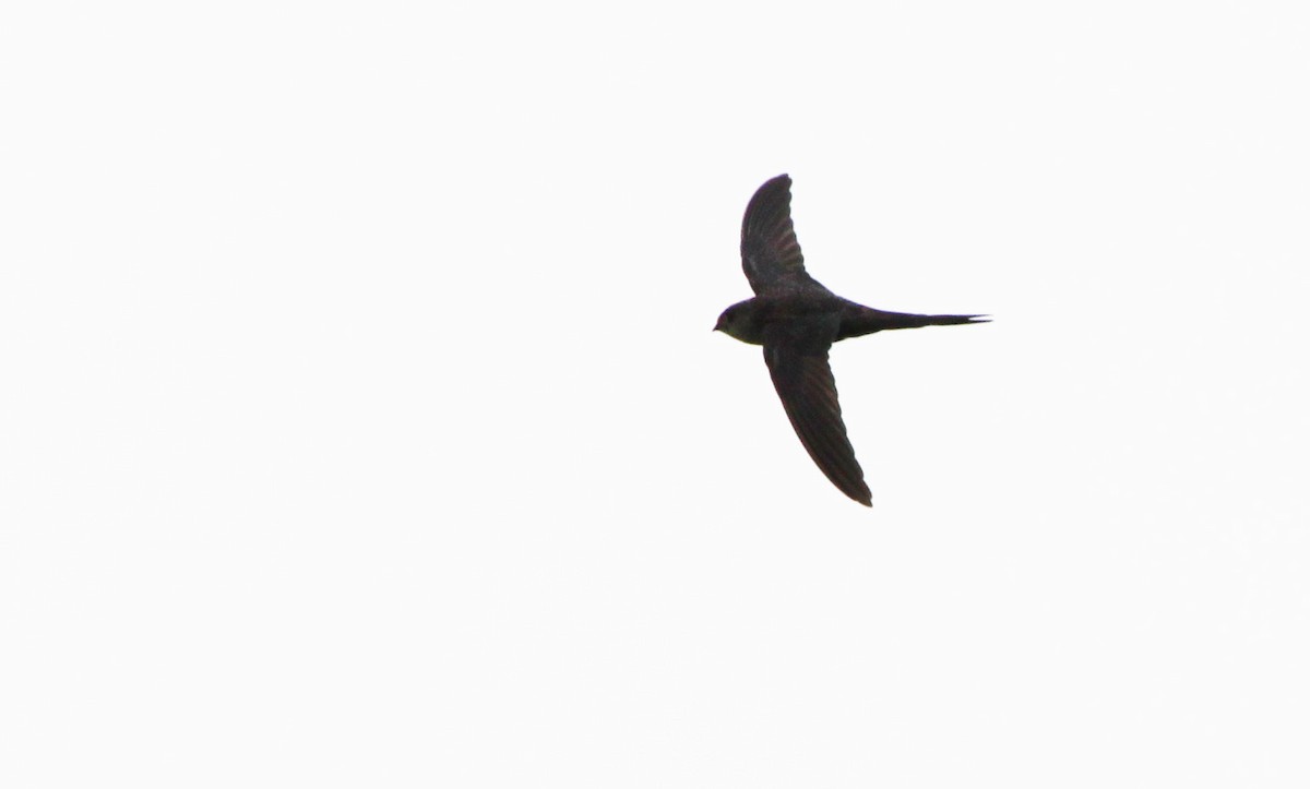 Fork-tailed Palm Swift - ML282243841