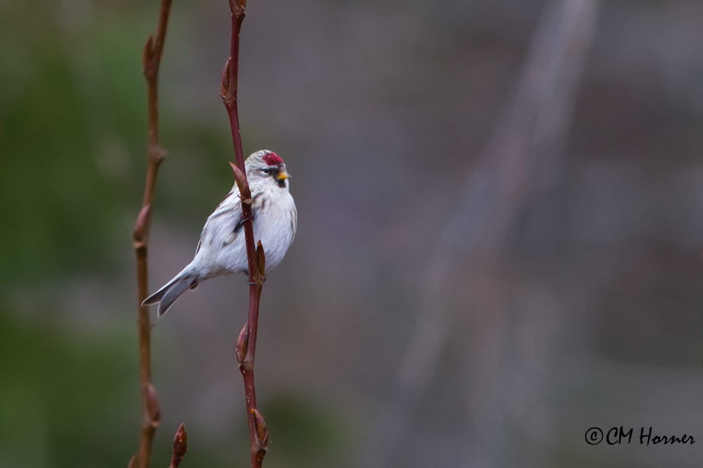 Hoary Redpoll - ML282244601