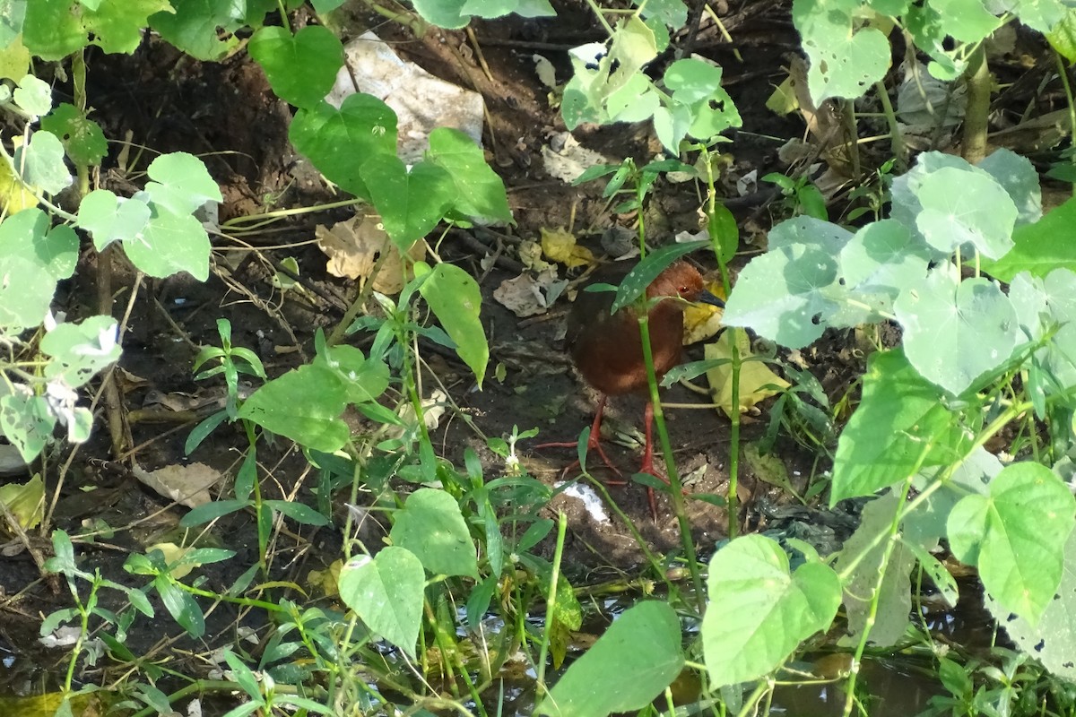 chřástal hnědoprsý - ML282244651