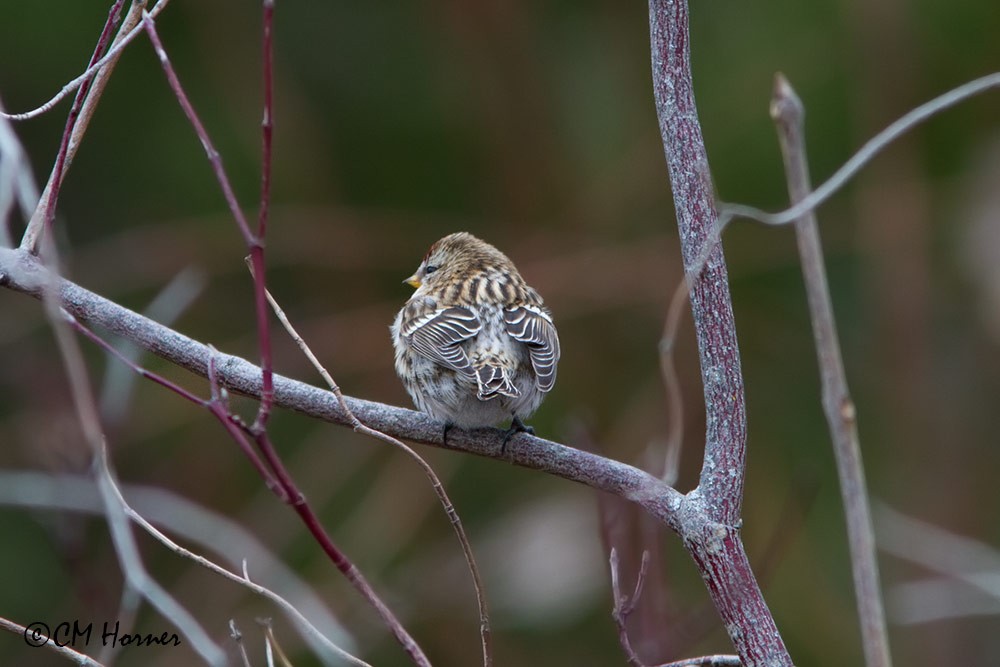 Common Redpoll - ML282244681