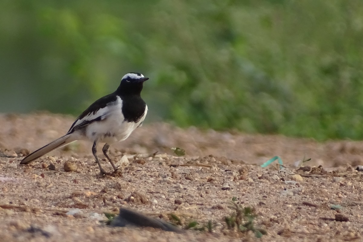 White-browed Wagtail - ML282244941