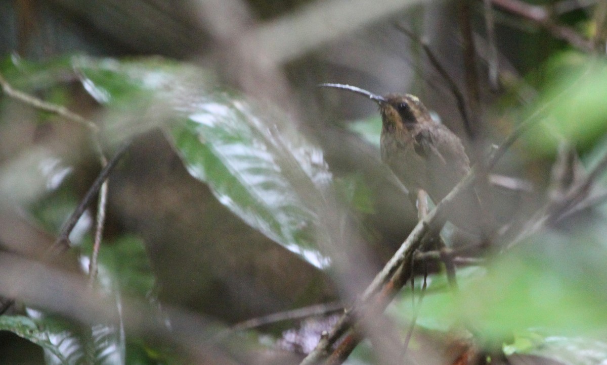 Streak-throated Hermit - ML282247261