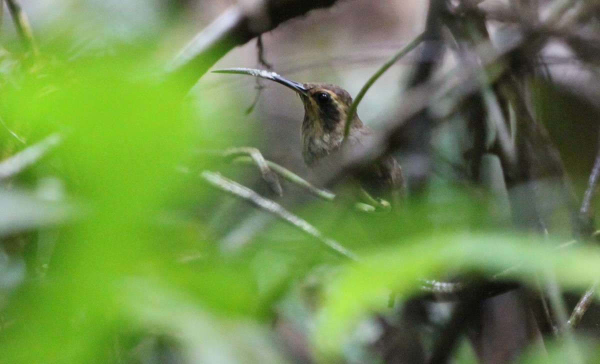 Гвианский колибри-отшельник - ML282247271