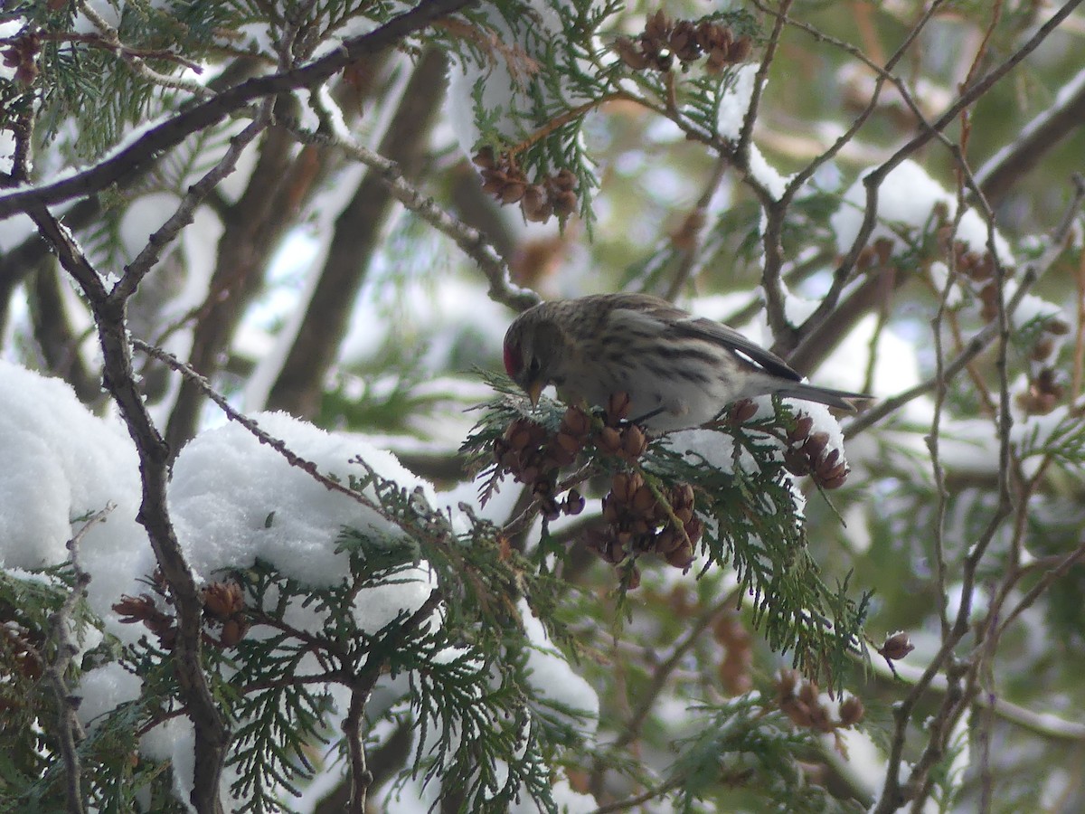 Redpoll (Common) - ML282248521