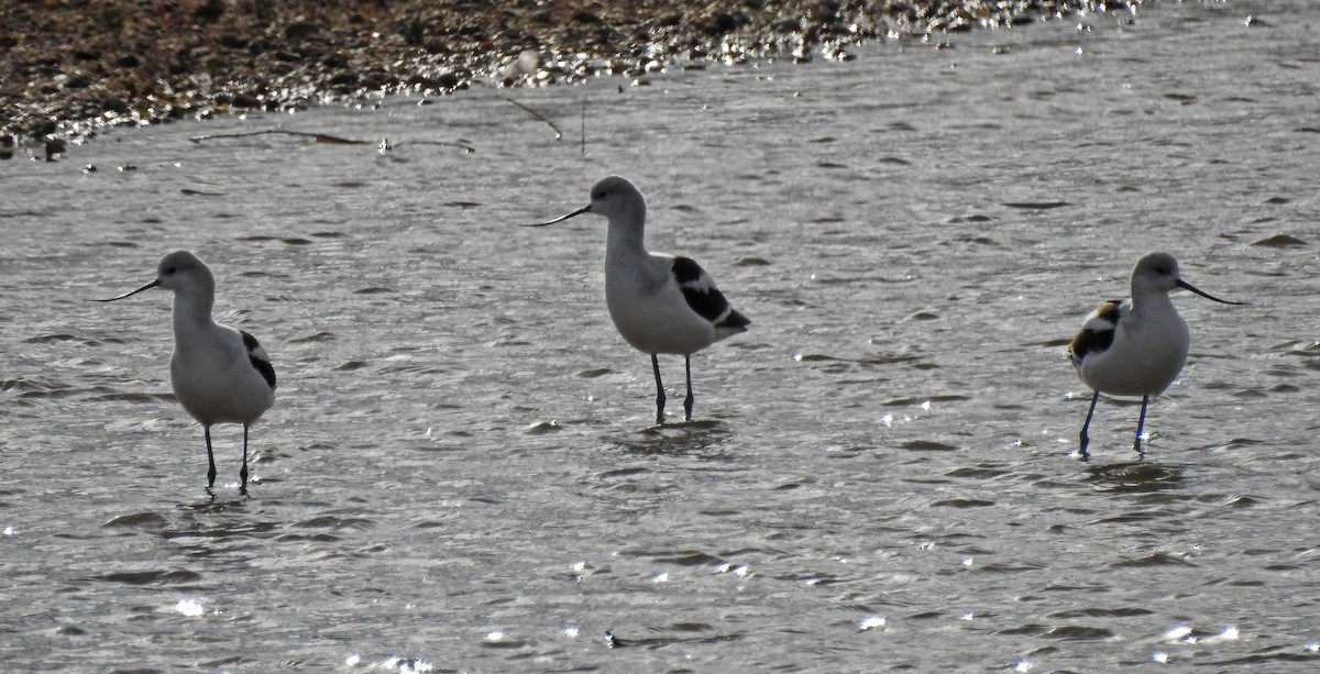 Avocette d'Amérique - ML282248541