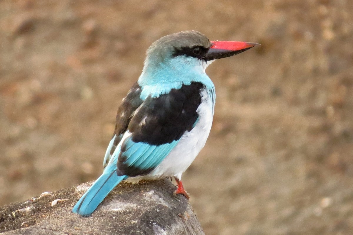 Blue-breasted Kingfisher - Leszek Noga