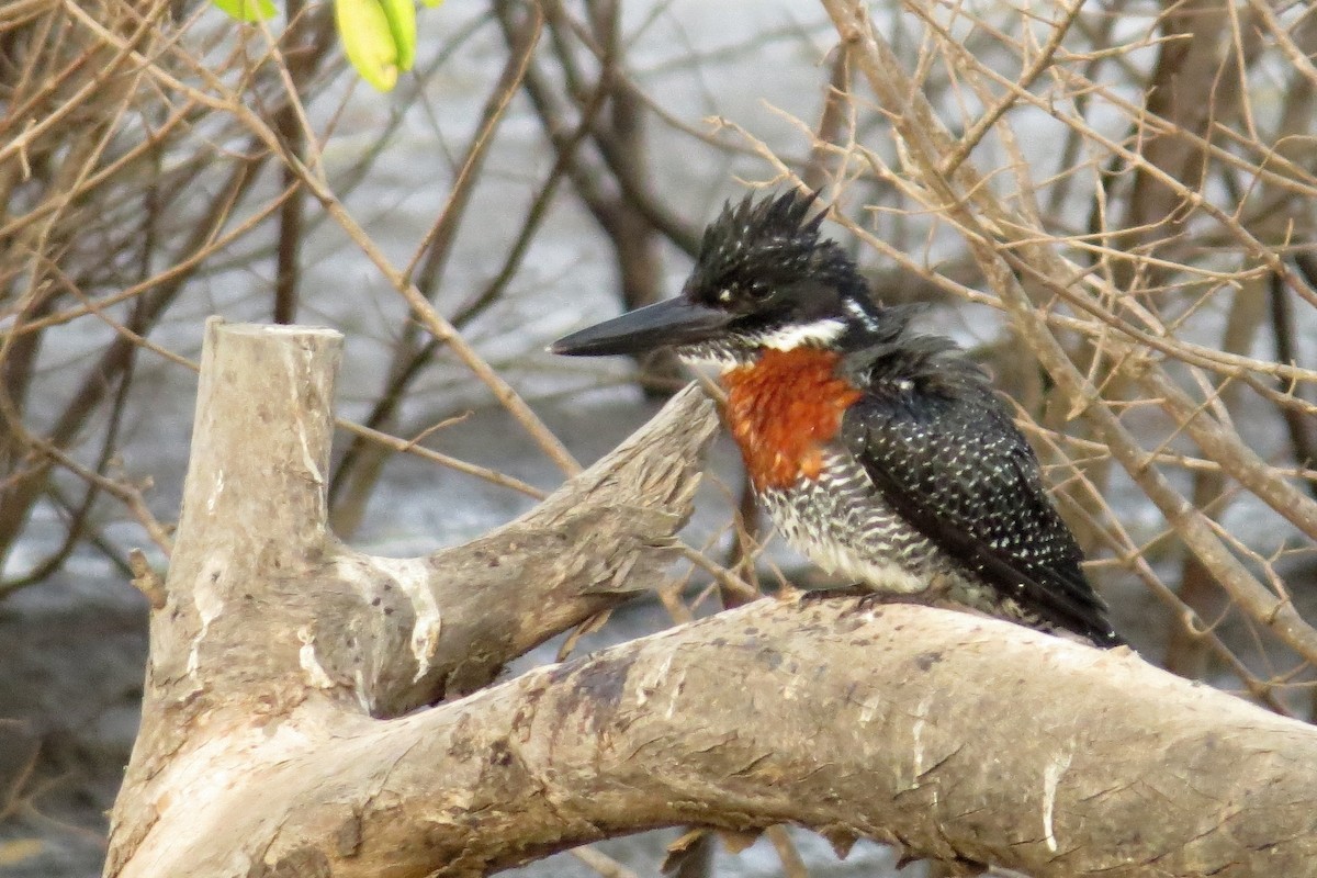 Giant Kingfisher - ML282249411