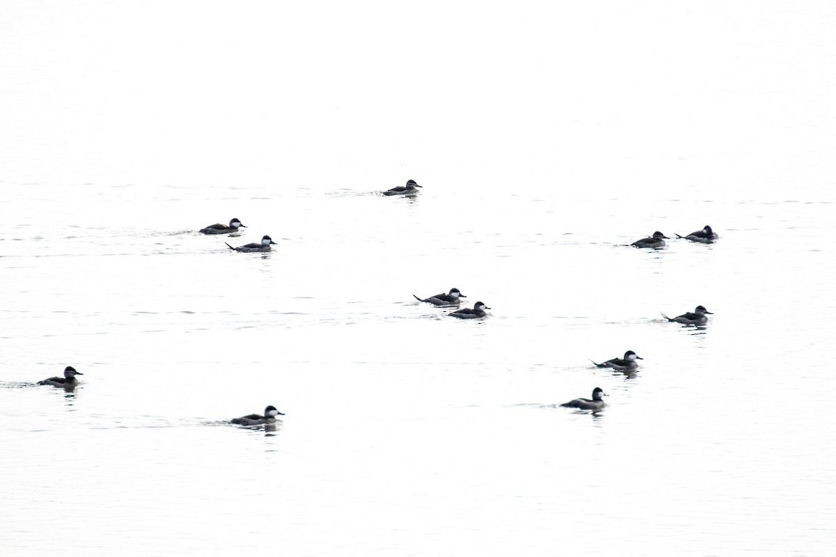 Ruddy Duck - ML282252841