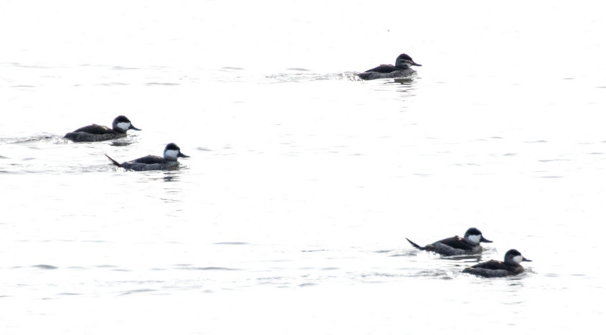 Ruddy Duck - ML282252891
