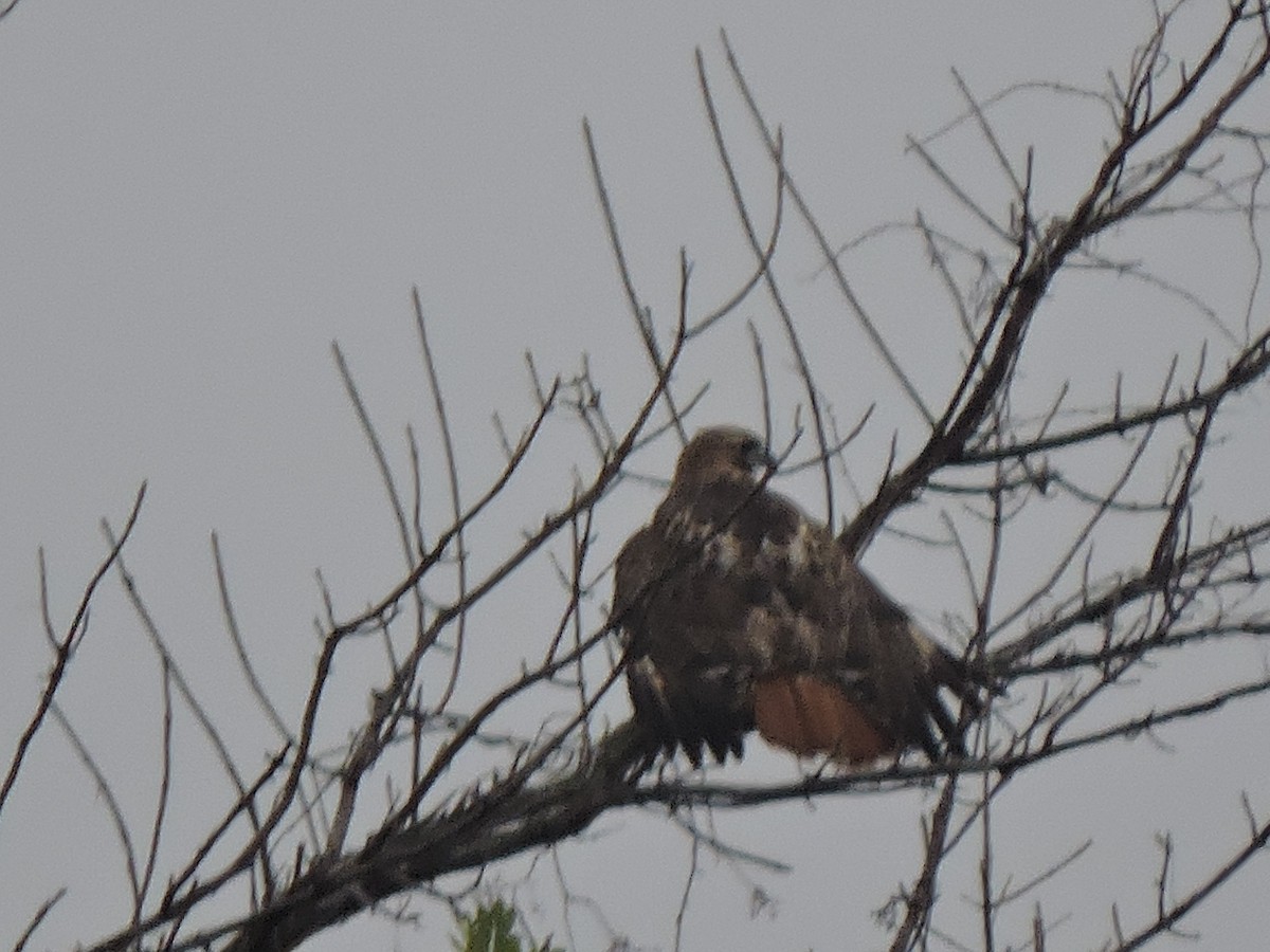 Red-tailed Hawk - ML282252921
