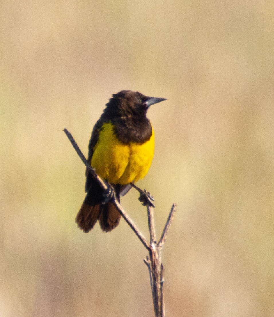 Yellow-rumped Marshbird - ML282254031