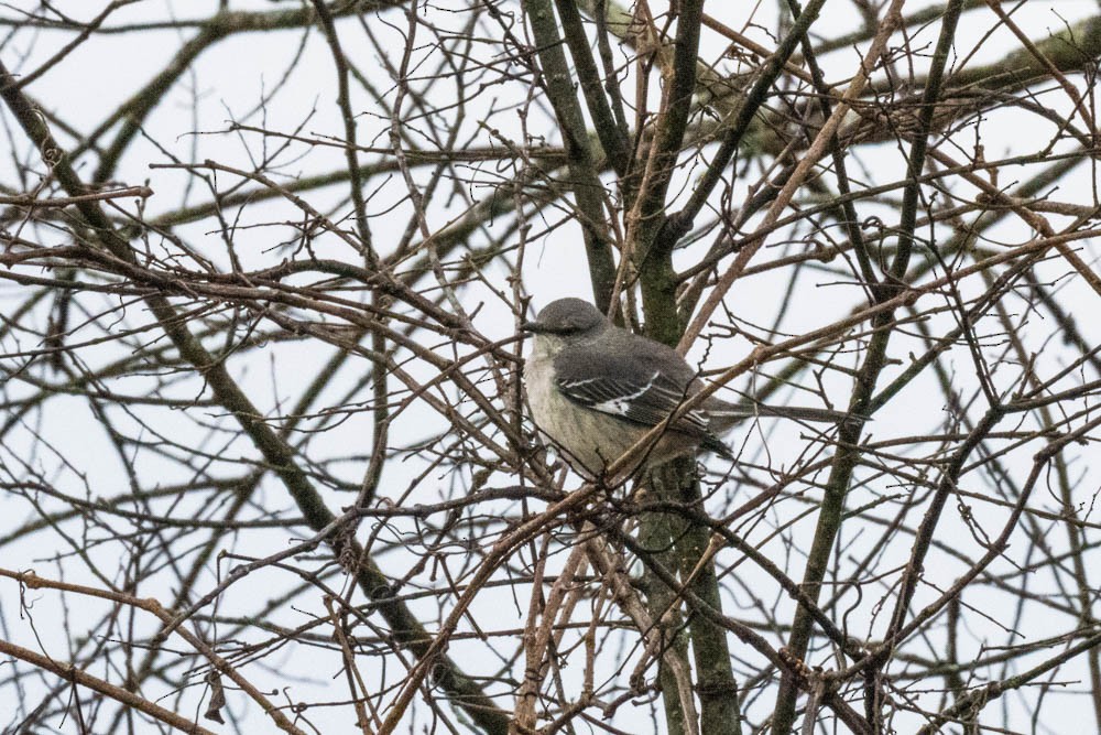 Northern Mockingbird - ML282254591