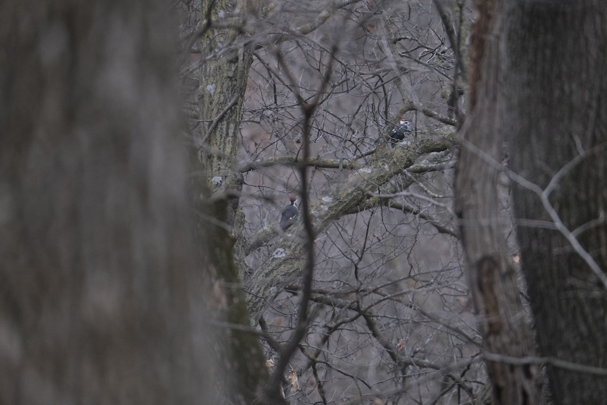 Pileated Woodpecker - Ben Placzek