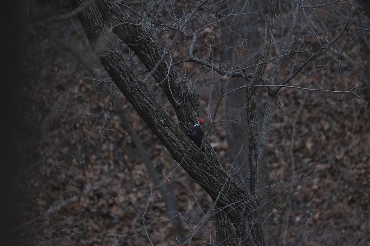 Pileated Woodpecker - Ben Placzek