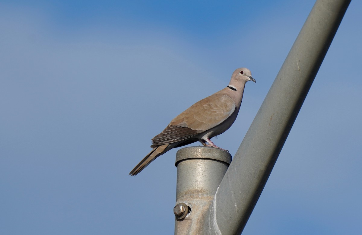Eurasian Collared-Dove - Sibylle Hechtel