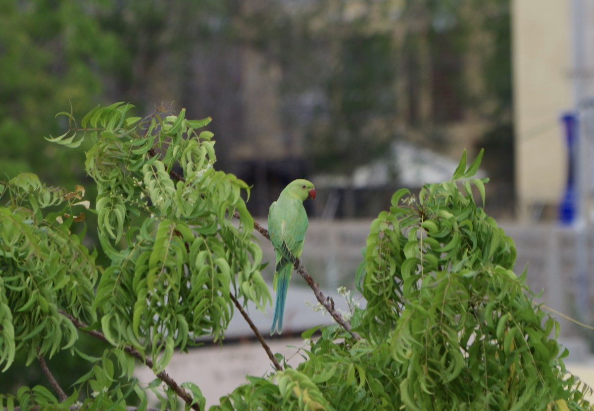 Rose-ringed Parakeet - John Tully