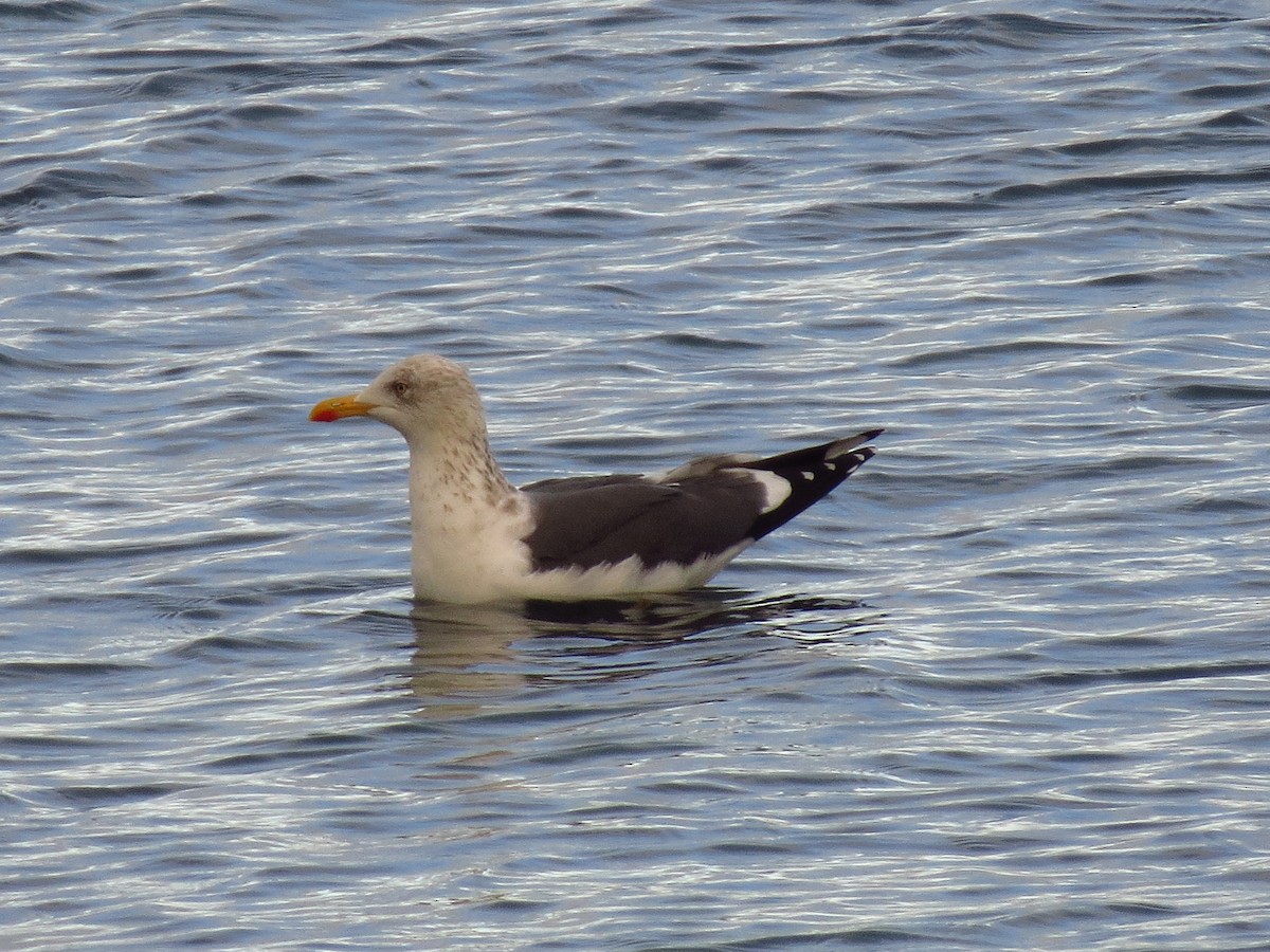 Lesser Black-backed Gull - ML282256321