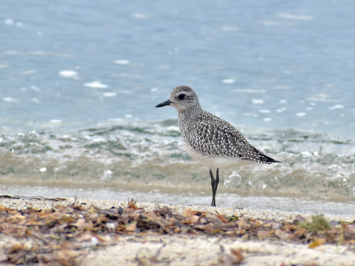 Black-bellied Plover - ML282258551