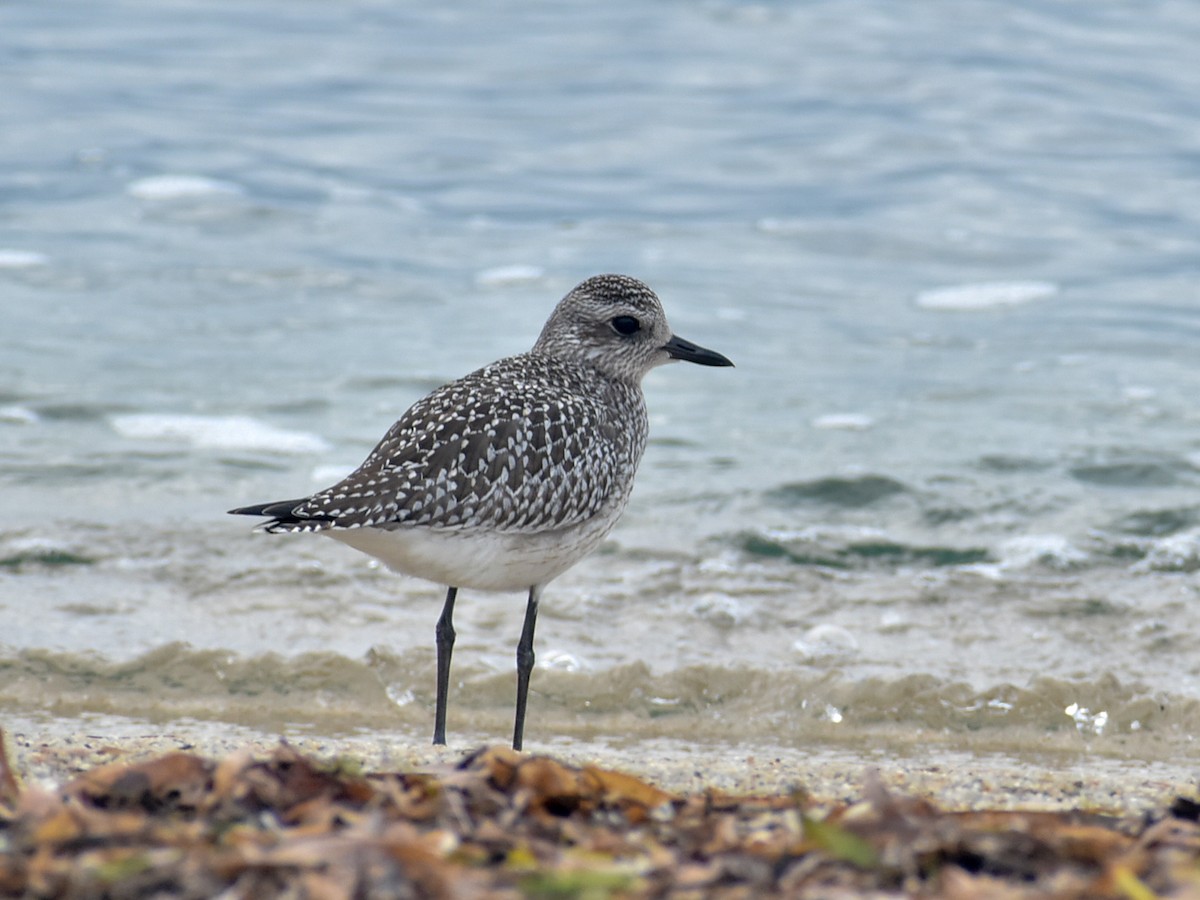 Black-bellied Plover - ML282258561