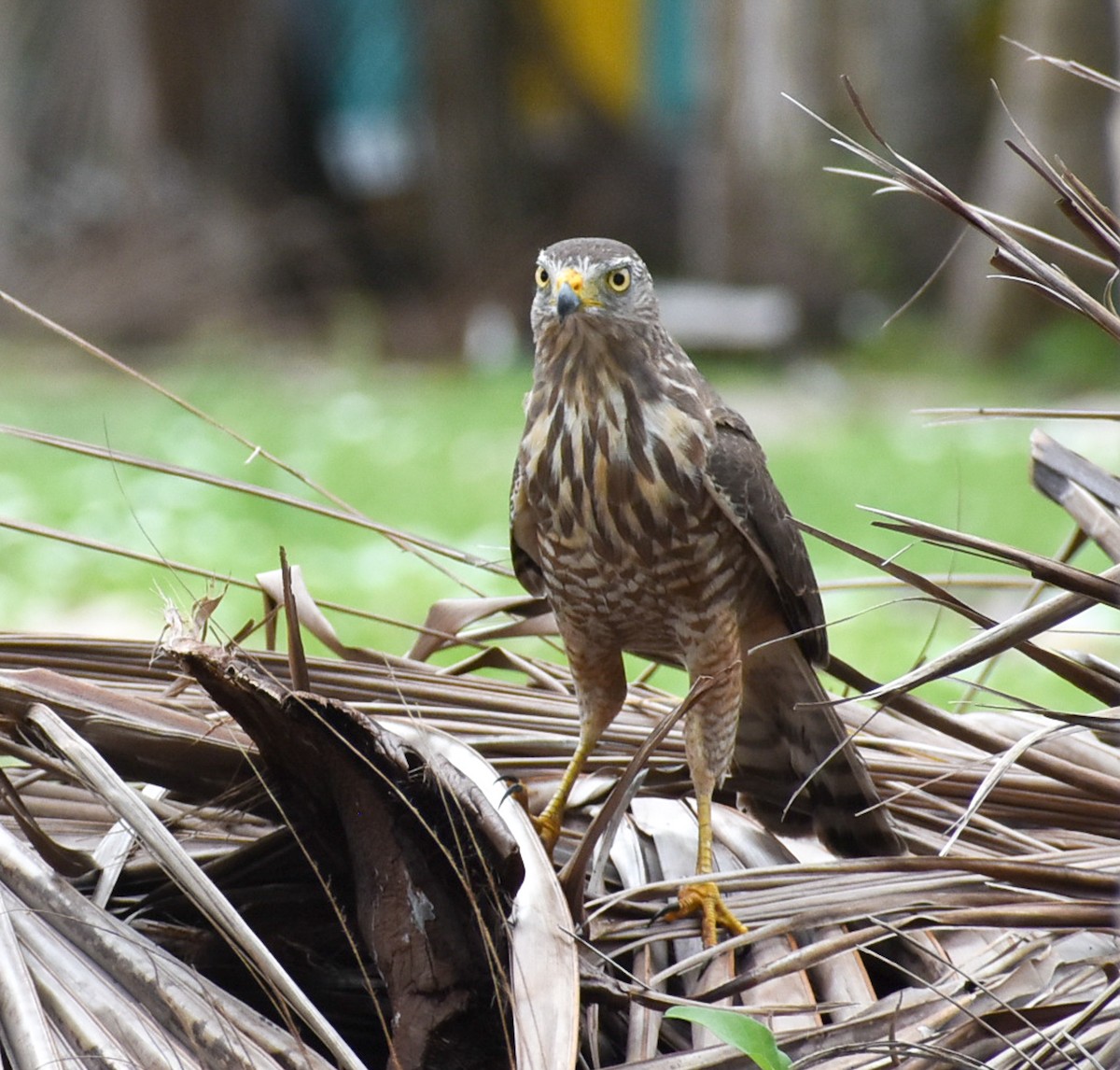 Roadside Hawk - ML282258751